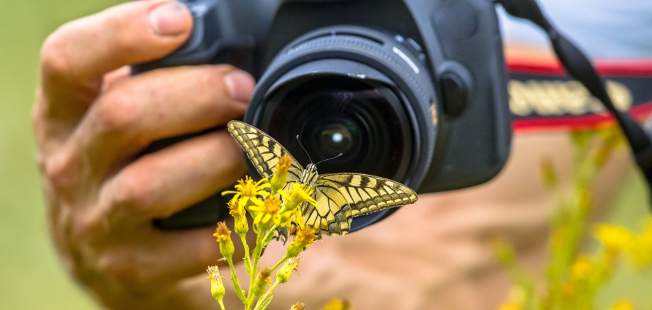 Butterfly photography